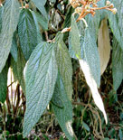 Viburnum rhytidophyllum, rynkolvon
