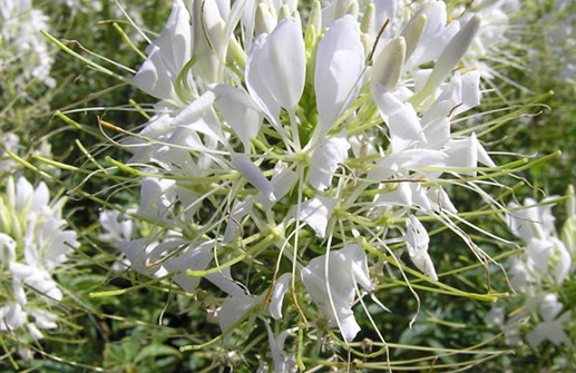 Paradisblomster 'Sparkler White', blomma