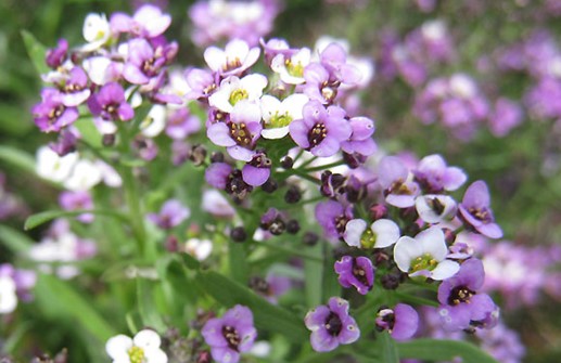 Strandkrassing 'Violet', blomma