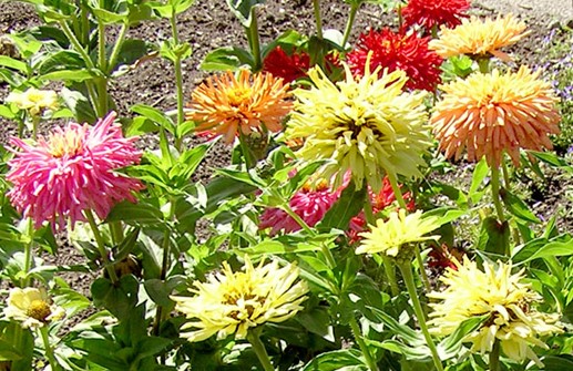 Zinnia 'Cactus Flowered mix' i grupp