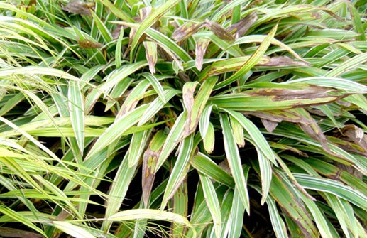 Carex siderosticha 'Variegata', höst