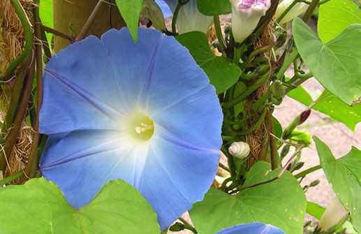 Blomman för dagen 'Heavenly Blue'