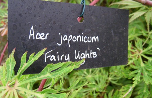 Solfjäderslönn 'Fairy Lights', blad