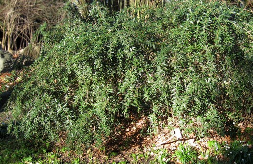 Långbladig berberis, Berberis julianae