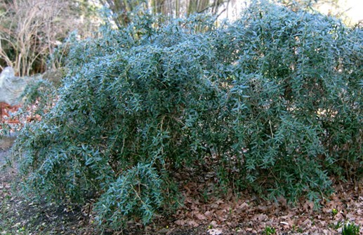 Långbladig berberis, vintergrön