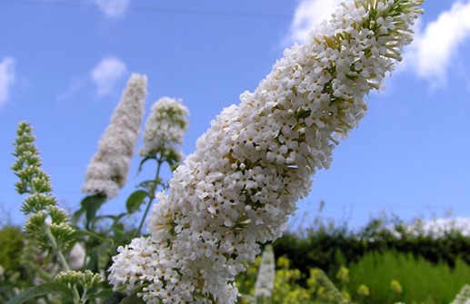 Syrenbuddleja 'White Bouquet', blomma