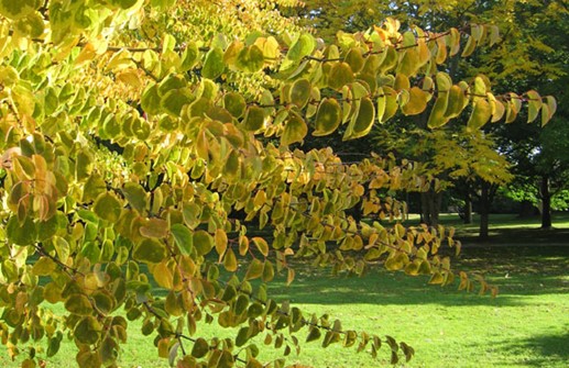 Katsura, höstens bladverk