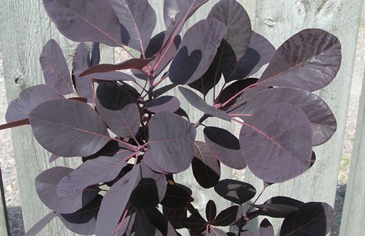 Rödbladig perukbuske 'Royal Purple', blad