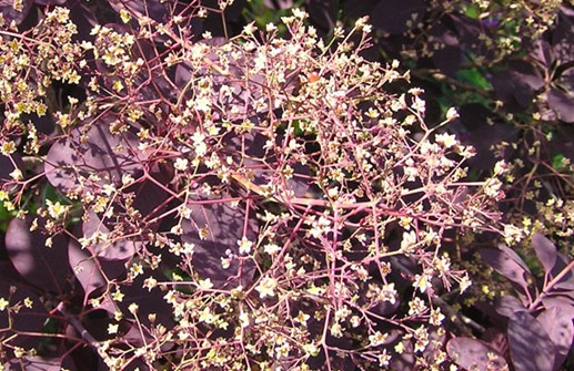 Rödbladig perukbuske 'Royal Purple', blomma
