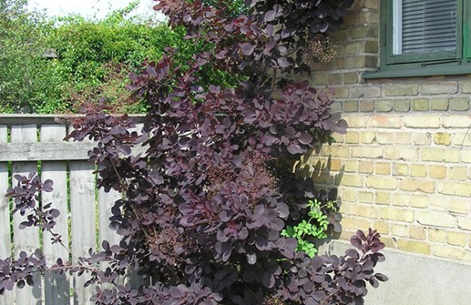 Rödbladig perukbuske 'Royal Purple'