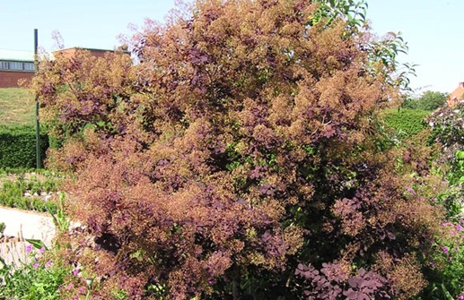 Rödbladig perukbuske 'Royal Purple', vår