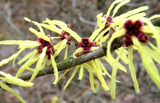 Hybridtrollhassel 'Pallida', blomma