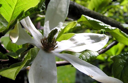 Japansk magnolia, blomma