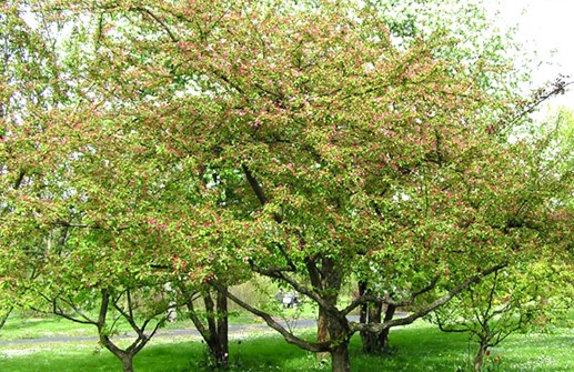 Rosenapel, vårblom