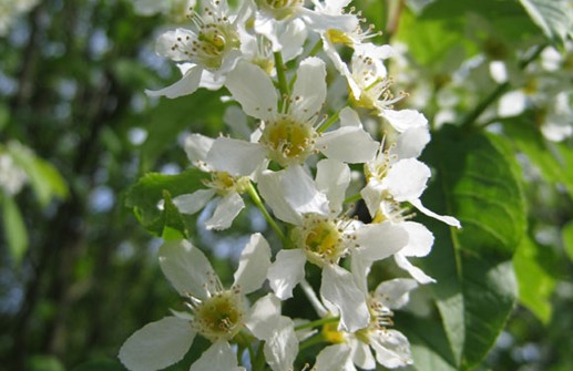Hägg 'Erecta', blomma