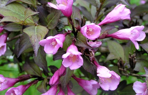 Rosenprakttry 'Foliis Purpureis', blomma