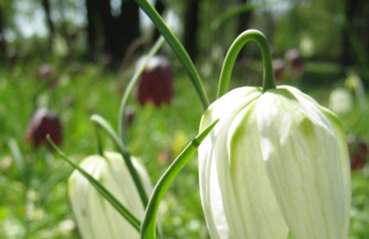 Kungsängslilja med vit blomma