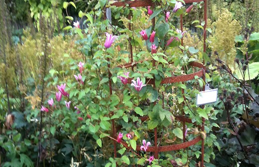 Clematis Texensis-Gruppen 'Duchess of Albany'