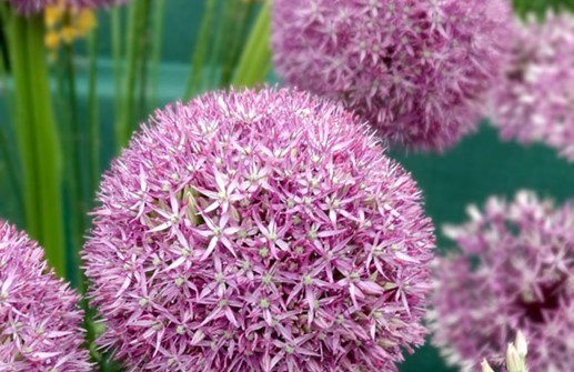 Allium 'Pin Ball Wizard', blomma
