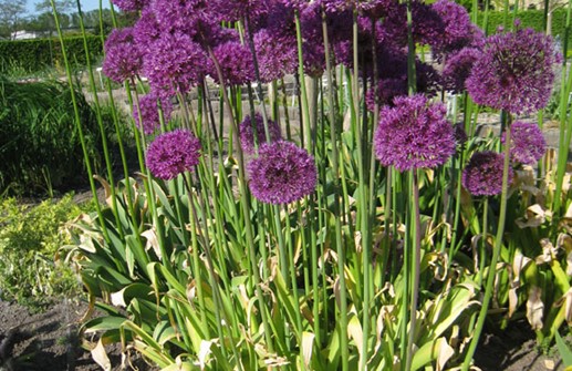 Allium x hollandicum, purpurlök 'Purple Sensation'