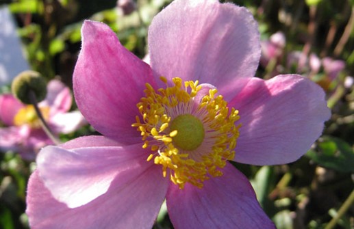 Höstanemon 'Praecox', blomma