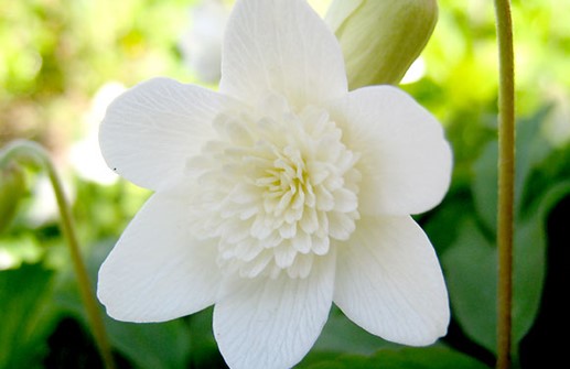 Vitsippa 'Brachtaea Plena', blomma