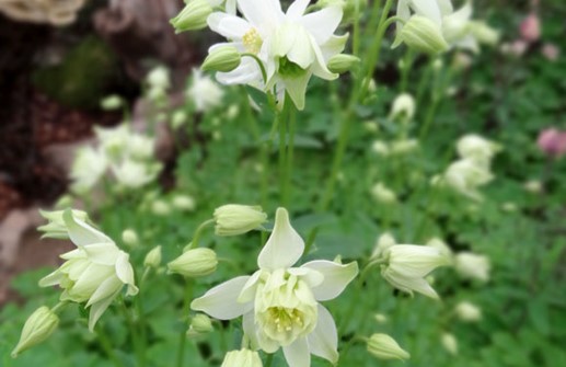 Akleja 'Clementine White', blomma