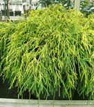 Ädelcypress 'Sungold'