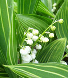 Liljekonvaljen 'Variegata' har randiga blad