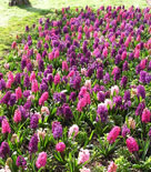 Matta av hyacinter