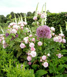 Rosor, bollallium och fingerborsblomma