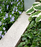 En ram för tavlan med hasselört, funkia och blekblå viol.