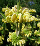 Phlomis russeliana lämnar vackra fröstänglar över vintern