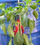 Paprika är oumbärlig i medelhavsköket