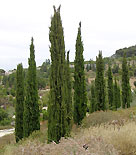 Cypresser utanför Barcelona