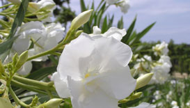 Nerium oleander