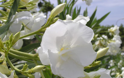 Nerium oleander