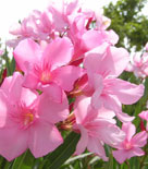 Nerium oleander