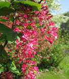 Rosenrips, Ribes sanguineum