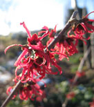 Hybridtrollhassel, Hamamelis x intermedia 'Diane'