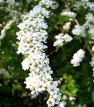 Norskspirea, Spiraea x cinerea 'Grefsheim'