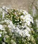 Norskspirea, även kallad brudspirea