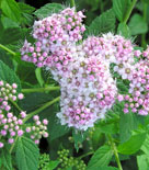 Dvärgpraktspirea, Spiraea japonica 'Little Princess'