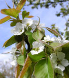 Prakthäggmispel, Amelanchier laemarckii