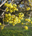 Körsbärskornell, Cornus mas