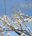 Slånbär, Prunus spinosa