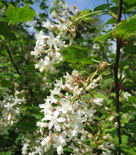 Rosenrips, Ribes sanguineum 'White Icicle'