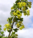 Doftrips, Ribes aureum var. villosum