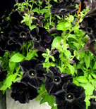 Petunia 'Mystical Black Velvet'