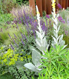 Kungsljuset 'Polarsommer' med blomstersalvia och fjädergräs